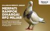 Fantastis, Harga Burung Merpati di Tegal Ini Rp2 Miliar 
