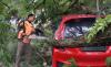 Pohon Tumbang Timpa Honda Jazz di Kawasan Berok Nipah Padang