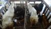 Permintaan Susu Kambing Etawa Meningkat Selama Pandemi