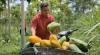 Hasil Panen Petani Pepaya di Boyolali untuk Makan Ternak, Ini Penyebabnya  