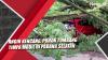 Video  Angin Kencang, Pohon Tumbang Timpa Mobil di Padang Selatan