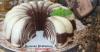 Resep Puding Roti Tawar Zebra, Ini Bahan Dasar dan Cara Membuatnya