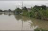 Derita Petani di Tegal saat Puluhan Hektare Lahan Pertanian Terendam Banjir 