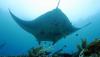 Menyelam bersama Kumpulan Pari Manta di Raja Ampat Papua - Bagian 1
