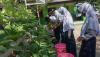Potret Siswa SLB Panen Sayuran Hidroponik - Bagian 2