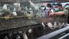 71 Burung Jalak Bali Hasil Penangkaran Dilepas ke Taman Nasional Bali Barat - Bagian 2