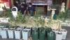 Ganja Hidroponik Siap Panen Ditemukan di Kamar Mandi, Pemiliknya WNA Spanyol