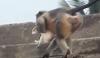 Bantai 250 Anjing dengan Dilempar dari Bangunan Tinggi, Kawanan Monyet Ditangkap