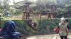 Orang Utan Sumatera Bernama Koko Jadi Penghuni Baru Lembang Park and Zoo