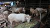 Hadits tentang Qurban dan Keutamaannya, Simak Yuk!