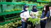 Kelompok Wanita Tani KBA Karina bersama Karyawan Asuransi Astra Membuat Urban Farming - Bagian 1