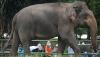 Libur Natal, Pengunjung Taman Margasatwa Ragunan Dibatasi 30.000 Orang - Bagian 1