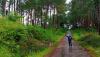 Pohon Pinus Tumbang Timpa Pasutri di Sukabumi, Suami Tewas Seketika