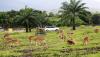 Wisata Taman Safari Gurun Putih Lestari Aceh Besar - Bagian 2