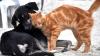 400 Anjing dan Kucing Mati akibat Kembang Api Tahun Baru 2022