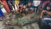 Menegangkan, Penangkapan Buaya Betina 2,5 Meter di Sungai Kuripan Pekalongan