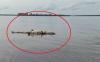 Posisi Terlentang, Bangkai Buaya Besar Mengambang di Sungai Mentaya Mulai Berbau Busuk