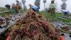 Panen Perdana Bawang Merah di Food Estate Lereng Gunung Sindoro - Bagian 1