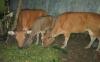 Kelabui Warga, Pencuri Ternak Sembunyikan 4 Sapi di Bukit