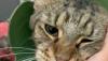 Viral di Medsos, Penganiaya Kucing di Tulungagung Divonis 3 Bulan Penjara