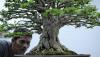 Deretan Bonsai Cantik Dipamerkan di Jambi - Bagian 1