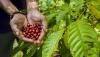 Petani Banjarbaru Panen Kopi Jenis Ekselsa Khas Kalimantan Selatan