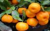 Mengapa Imlek Identik dengan Buah Jeruk? Ternyata Ini Maknanya