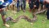 Sering Mangsa Ternak, Ini Penampakan Ular Piton 9 Meter yang Ditangkap Warga