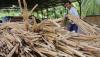 Rotan Mentah dari Hutan Tropis Simeulue Dijual Rp10.000 per Kilogram - Bagian 2