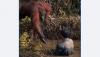  Tertangkap Kamera, Orangutan di Kalimantan Ulurkan Tangan Bantu Orang Tercebur Lumpur 