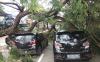 Dua Mobil Tertimpa Pohon Tumbang di Ciater Serpong, Lalu Lintas Macet Parah