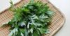 Mengenal Khasiat Daun Mugwort untuk Kesehatan dan Perawatan Kulit