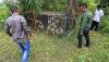 Cegah Konflik Harimau dan Warga, BKSDA Aceh Pasang Tiga Perangkap di Kebun Sawit