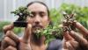 Bonsai Berukuran 5-10 Sentimeter Ini Dijual hingga Rp2,5 Juta - Bagian 1