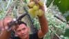 Budi Daya Anggur Impor, Dijual Rp100.000 per Kilogram - Bagian 1
