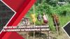 Dua Hektare Ladang Ganja Dimusnahkan di Pegunungan Tor Mangompang, Madina