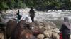 Bangkai Gajah Ditemukan di Hutan Aceh Utara, BKSDA : Diduga akibat Perkelahian