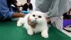 Melihat Tingkah Lucu Kucing Ikut Kontes - Bagian 1