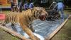 Penampakan Offset Harimau-Macan Dilindungi Dibakar BKSDA Sumsel - Bagian 4