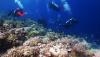 Indahnya Wisata Bawah Laut Wakatobi Memiliki 750 Spesies Terumbu Karang - Bagian 3