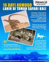 Pertama Kalinya 16 Bayi Komodo Lahir di Taman Safari Bali, Begini Penampakannya