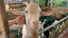 Pesona Satwa Farm Wisata Edukasi di Cipatat KBB seperti di Film Kartun Shaun The Sheep