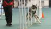 Lucunya Puluhan Anjing Ikuti Lomba Ketangkasan Melewati 16 Rintangan - Bagian 3