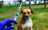 Kasus Rabies di Buleleng Telan 5 Korban Jiwa, Warga Diminta Lapor Gigitan Anjing