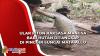 Ular Piton Raksasa Mangsa Babi Hutan Ditangkap di  Sungai Mata Allo, Begini Penampakannya