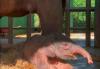 Bayi Gajah Sumatera Lahir di Bali Zoo Gianyar, Berbobot 80 Kg