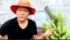  Manfaatkan Lahan Mangkrak, ASN Kendal Ini Sukses Budi Daya Pisang Mulyo