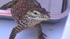 Bayi Komodo Lahir Alami di Bali Safari Diberi Nama Dirga dan Alarik