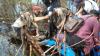 Petani Dimakan Harimau, Jasad Ditemukan Penuh Luka Tanpa Kepala di Hutan Bagan Boneo