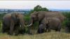 Kawanan Gajah Liar Mengamuk dan Rusak Lahan Warga 3 Desa di Pidie